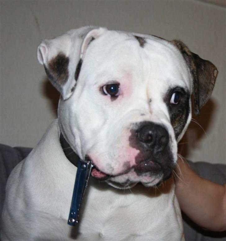 Amerikansk bulldog BAB´s Barny - mor skal vi ikke også bruge den her til mine negle billede 7