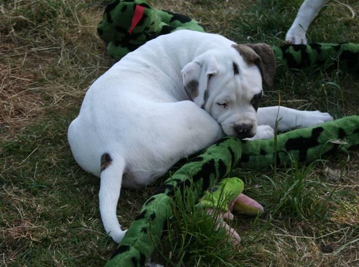 Amerikansk bulldog BAB´s Barny billede 8