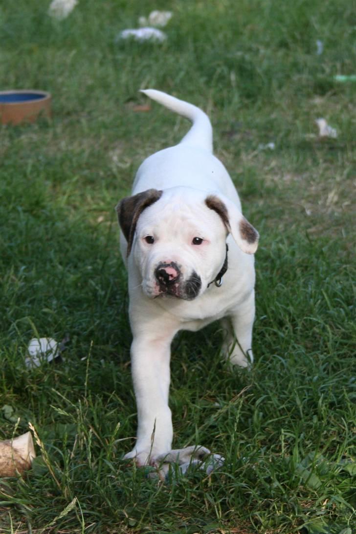 Amerikansk bulldog BAB´s Clint SOLGT billede 1