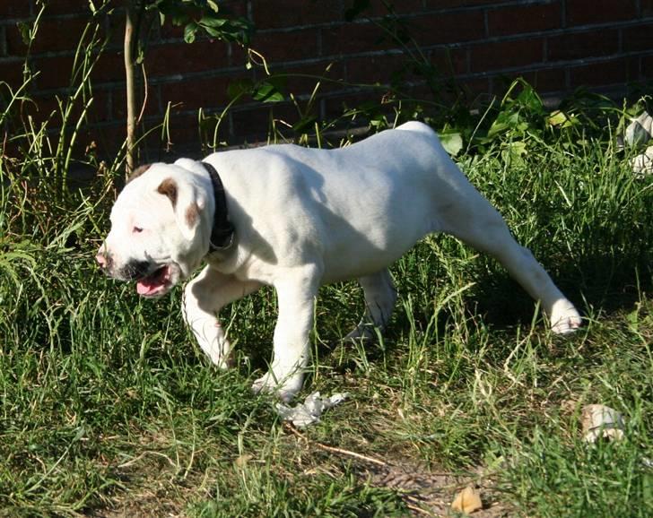 Amerikansk bulldog BAB´s Clint SOLGT billede 2
