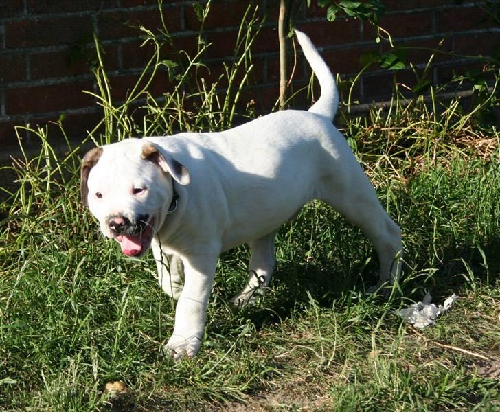 Amerikansk bulldog BAB´s Clint SOLGT billede 3