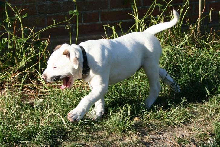 Amerikansk bulldog BAB´s Clint SOLGT billede 4