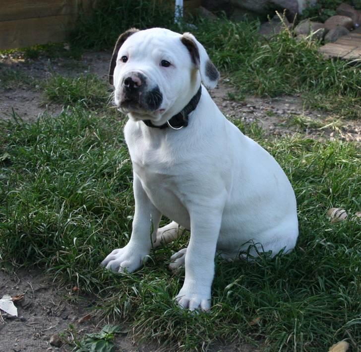 Amerikansk bulldog BAB´s Clint SOLGT billede 5