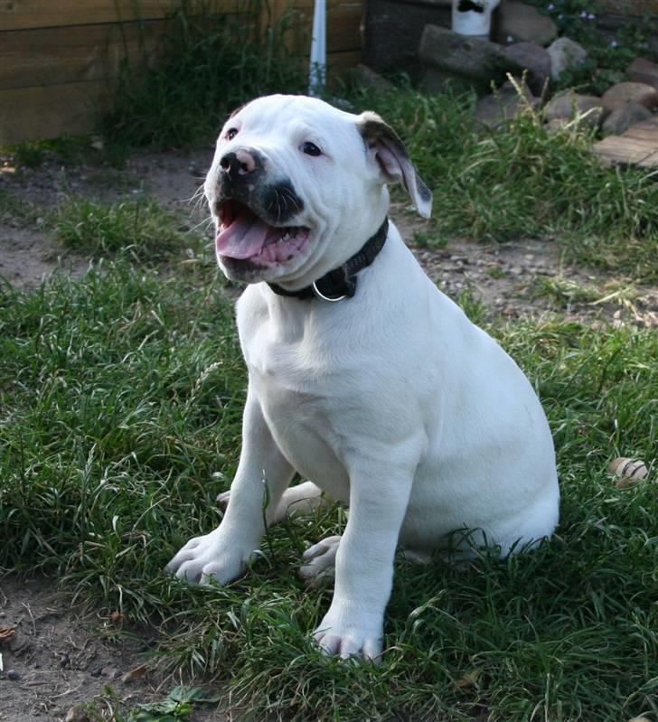 Amerikansk bulldog BAB´s Clint SOLGT billede 6