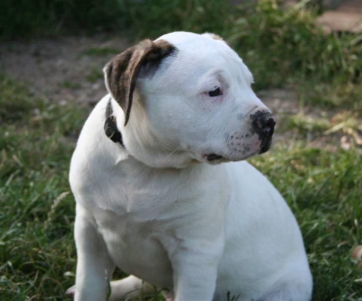 Amerikansk bulldog BAB´s Clint SOLGT billede 7