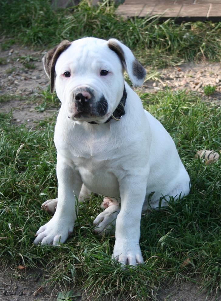 Amerikansk bulldog BAB´s Clint SOLGT billede 8