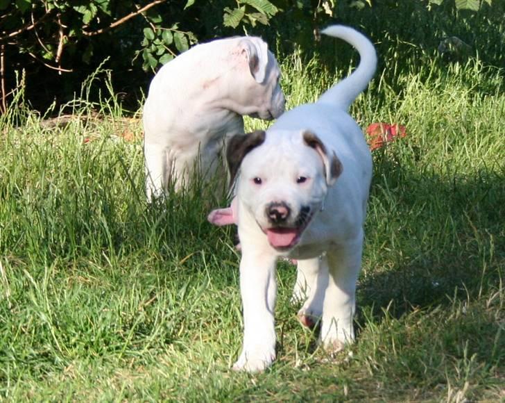 Amerikansk bulldog BAB´s Clint SOLGT billede 9