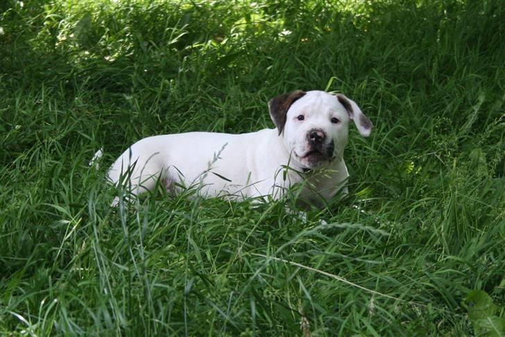 Amerikansk bulldog BAB´s Clint SOLGT billede 10