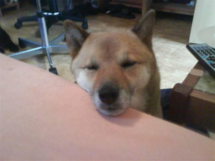 Shiba Aiyo  [Himmelhund] billede 6