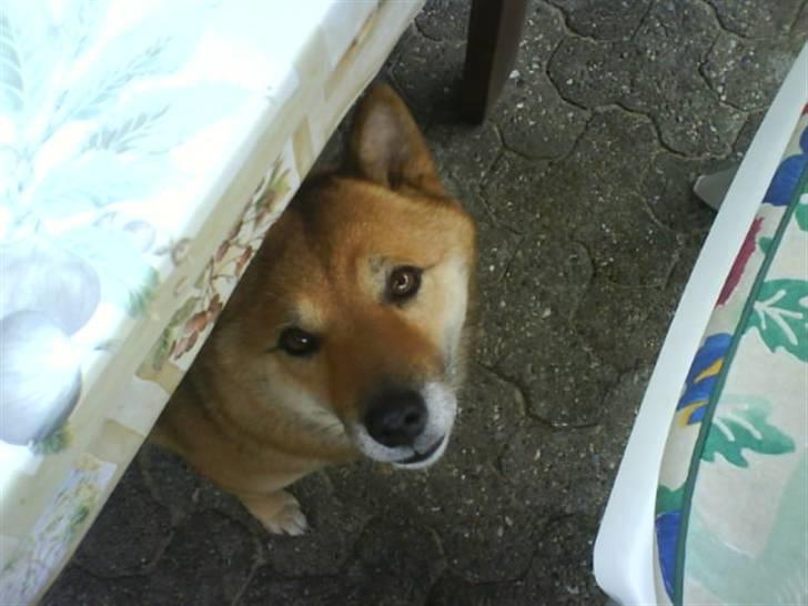 Shiba Aiyo  [Himmelhund] billede 7