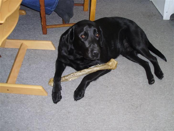 Labrador retriever Blacky [Himmelhund] billede 6