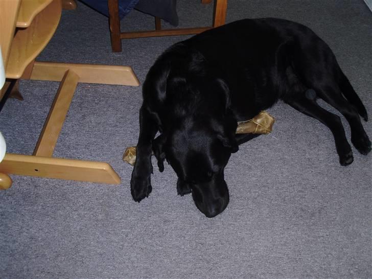 Labrador retriever Blacky [Himmelhund] billede 7