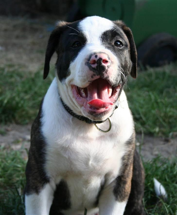 Amerikansk bulldog BAB´s tyson AFLIVET billede 1
