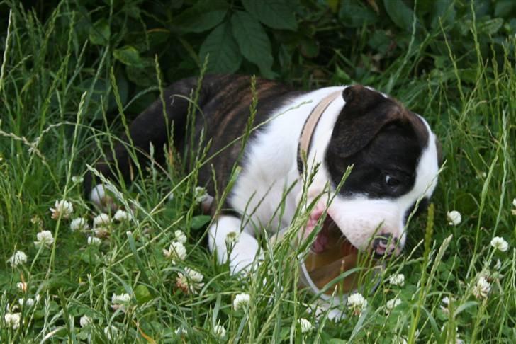 Amerikansk bulldog BAB´s tyson AFLIVET billede 2