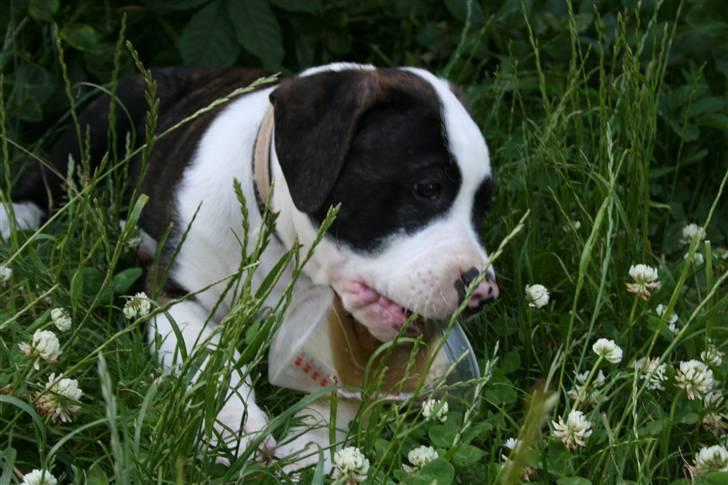 Amerikansk bulldog BAB´s tyson AFLIVET billede 3