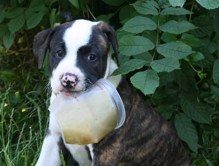 Amerikansk bulldog BAB´s tyson AFLIVET billede 4