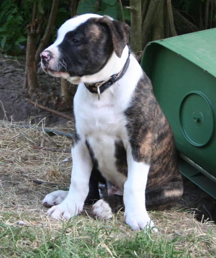 Amerikansk bulldog BAB´s tyson AFLIVET billede 5