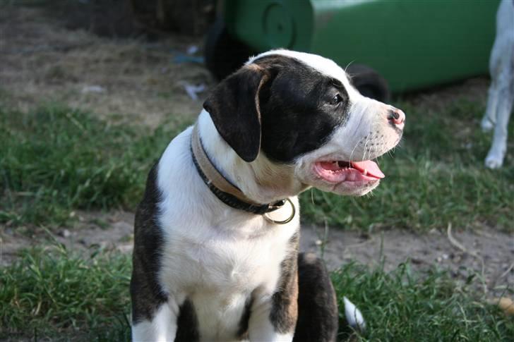 Amerikansk bulldog BAB´s tyson AFLIVET billede 8