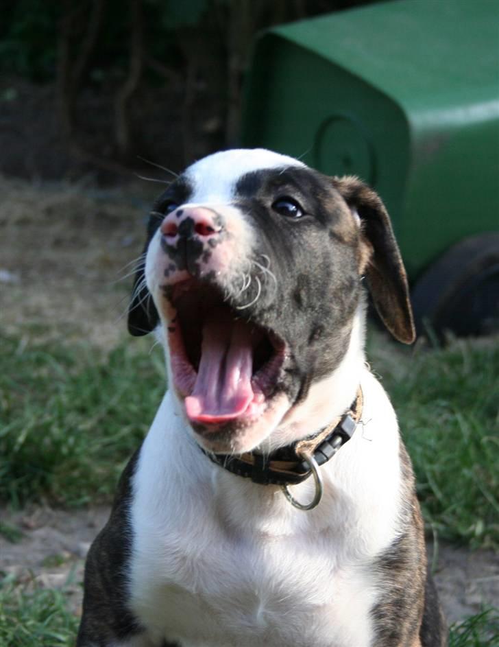 Amerikansk bulldog BAB´s tyson AFLIVET billede 9