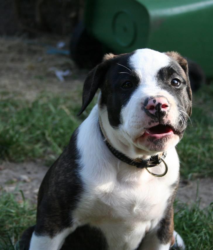 Amerikansk bulldog BAB´s tyson AFLIVET billede 10