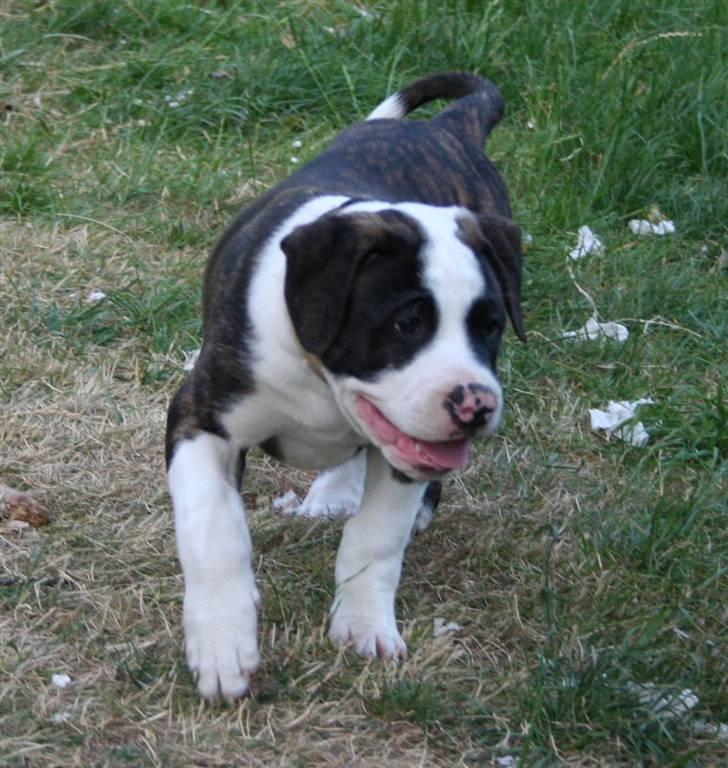 Amerikansk bulldog BAB´s tyson AFLIVET billede 12