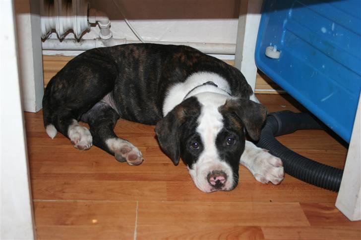 Amerikansk bulldog BAB´s tyson AFLIVET billede 13