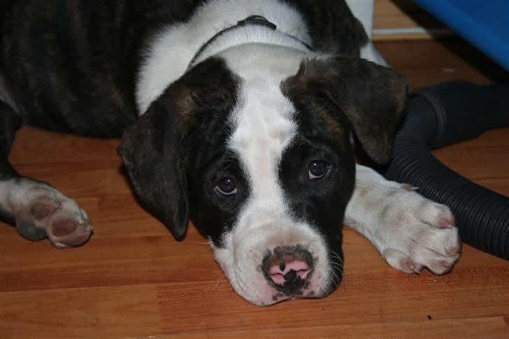 Amerikansk bulldog BAB´s tyson AFLIVET billede 14