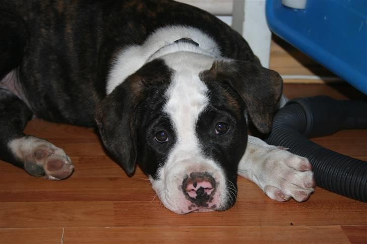 Amerikansk bulldog BAB´s tyson AFLIVET billede 15