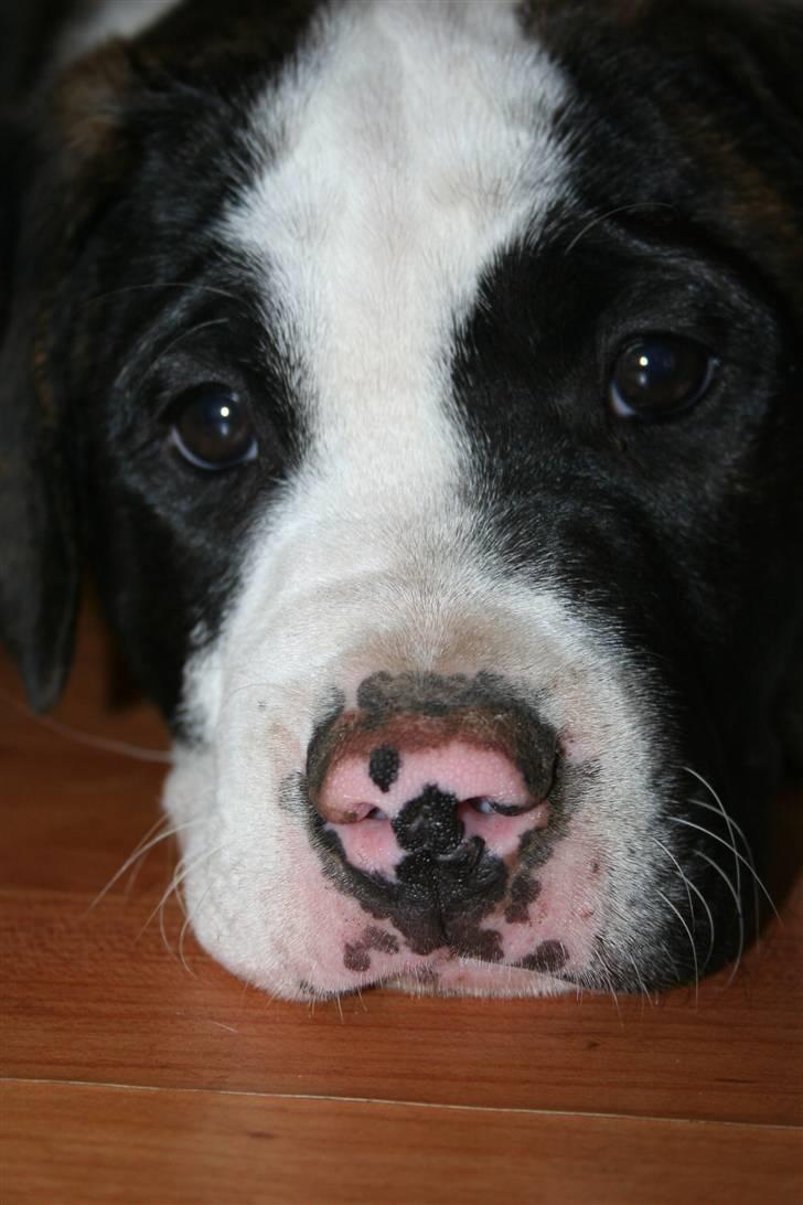 Amerikansk bulldog BAB´s tyson AFLIVET billede 16