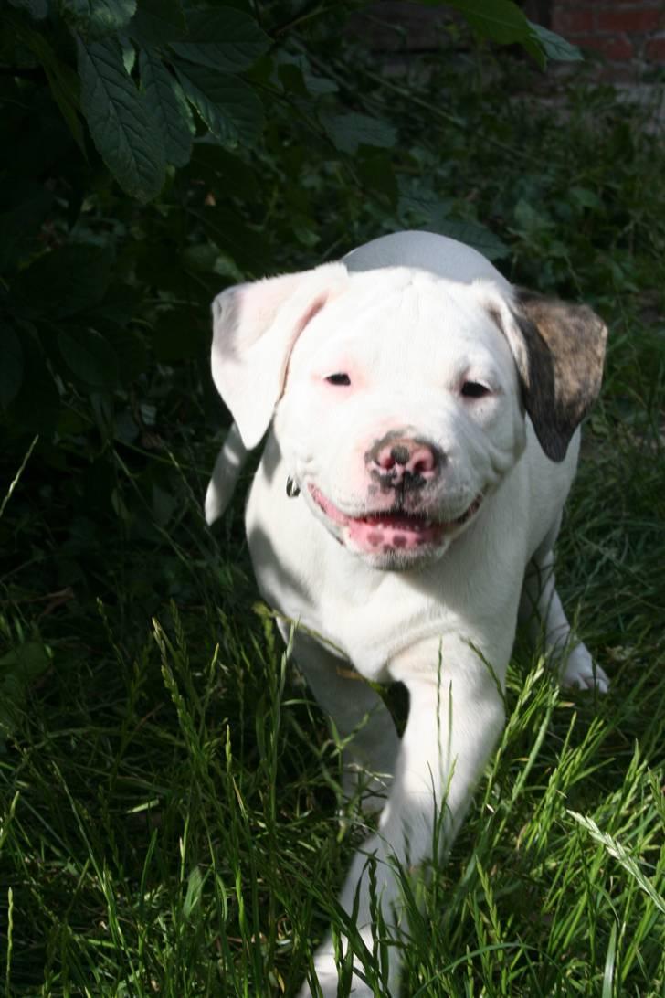 Amerikansk bulldog BAB´s kia *SOLGT* DØD * billede 8