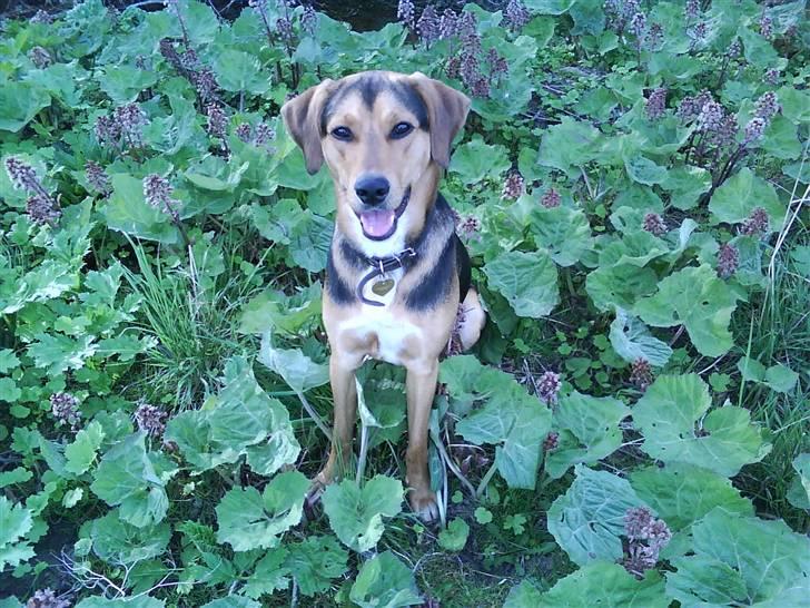 Blanding af racer Tyson - det er såé min hund :D billede 1