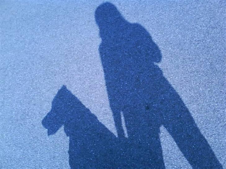 Blanding af racer Tyson - vores skygger, hund og ejer, mere perfekt eller hvad? billede 2