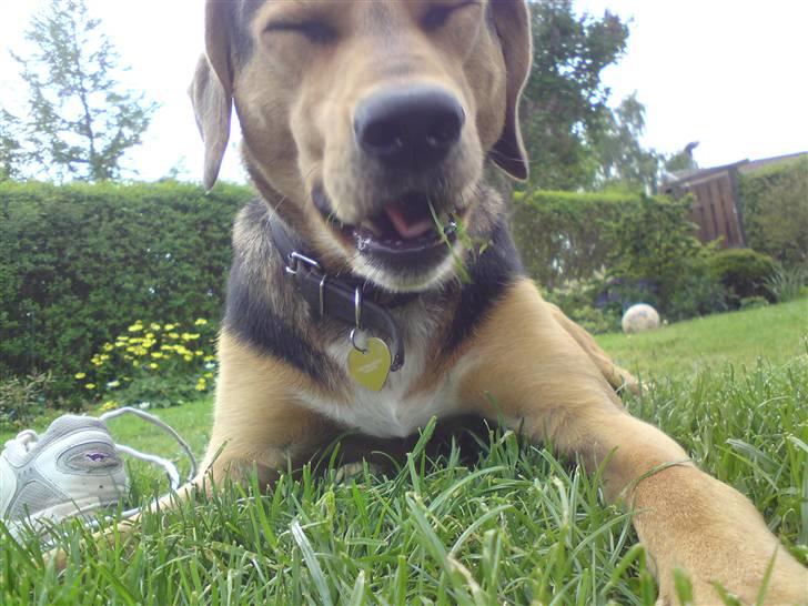 Blanding af racer Tyson - wow? var tuson, du kunne da vidst iik liq græs :D billede 4