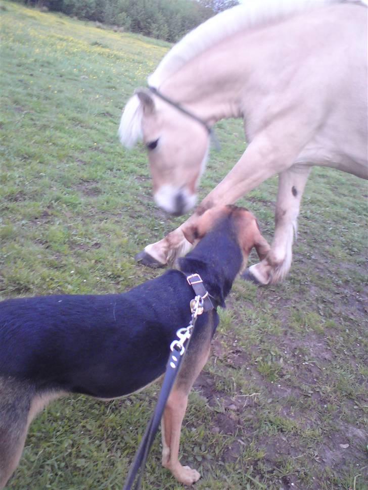 Blanding af racer Tyson - hva er det for en stor ting? gø gø, og måske er den væk ;) billede 5