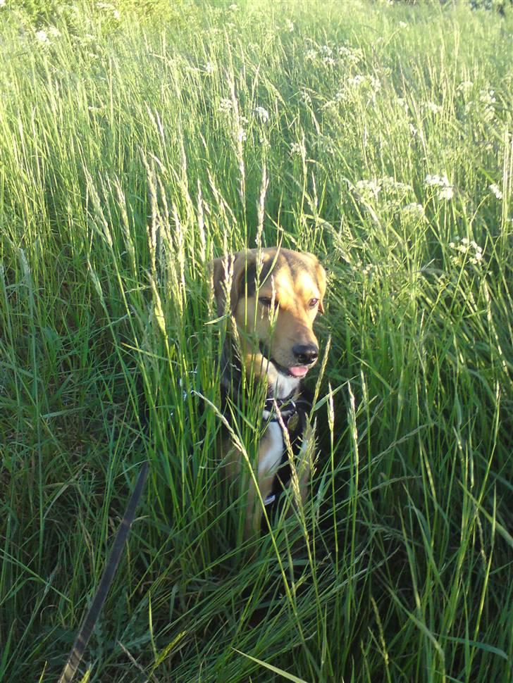 Blanding af racer Tyson - han er da smuk! ii; billede 6