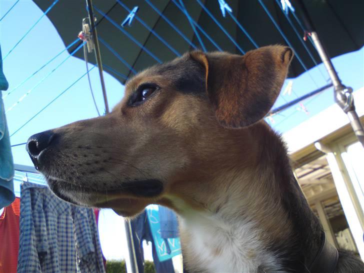 Blanding af racer Tyson - min hunde nedefra (: billede 8