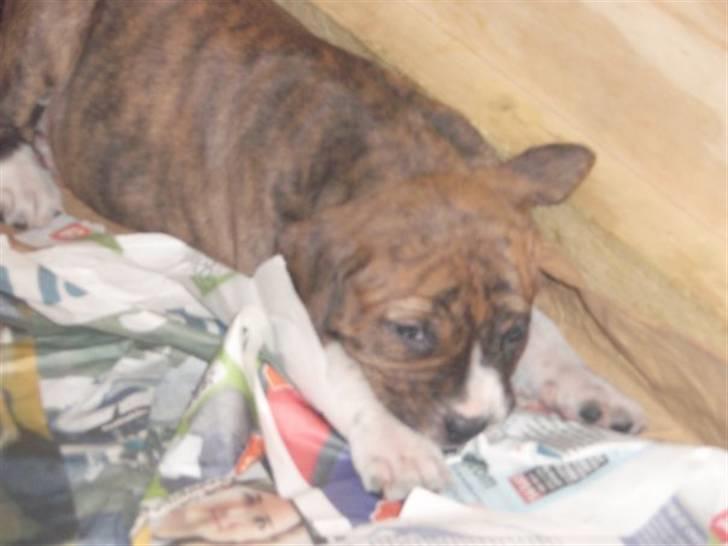 Blanding af racer Laika billede 2