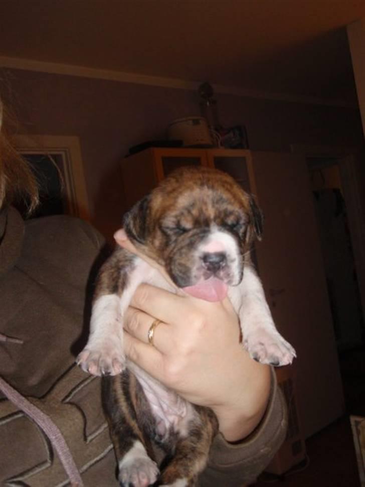 Blanding af racer Laika billede 3