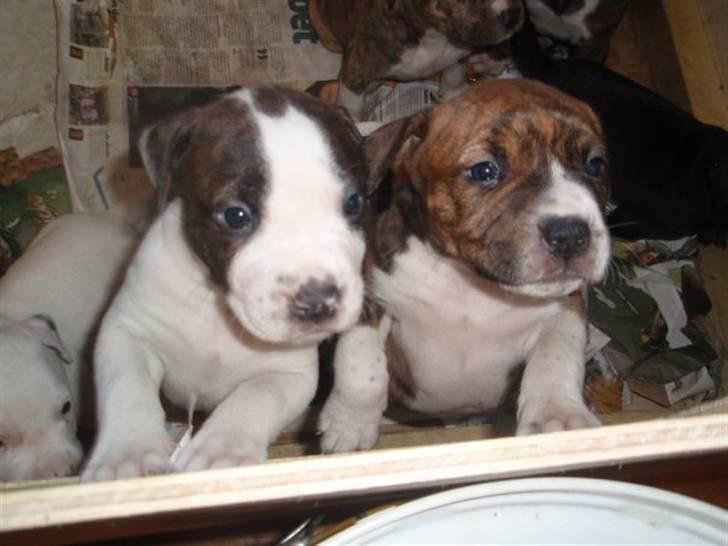 Blanding af racer Laika billede 4