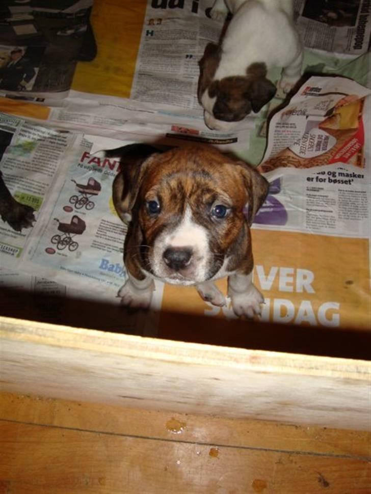 Blanding af racer Laika billede 5