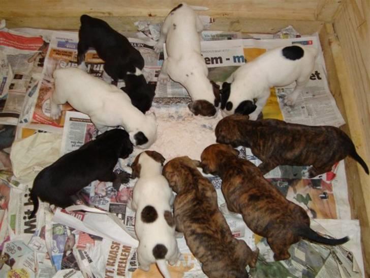 Blanding af racer Laika billede 6