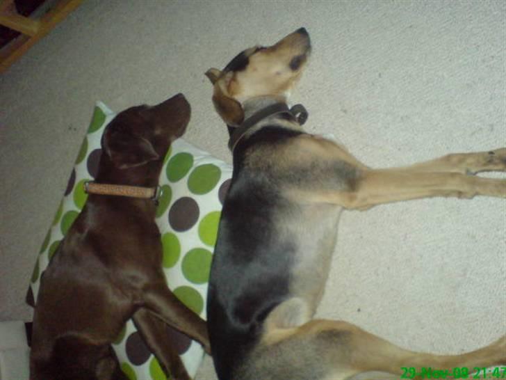 Blanding af racer Tyson - Tyson og Chico får siq liqe en morfar  :D billede 9