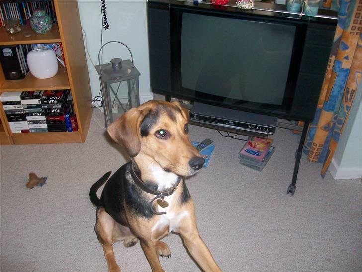 Blanding af racer Tyson - hvis jeg nu gør sådan her? får jeg så en godbid? :D billede 10