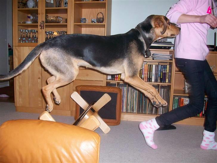 Blanding af racer Tyson - 1.2.3 og spring xD meget over springet :P billede 11