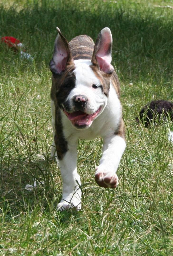 Amerikansk bulldog BAB´s Cudo SOLGT billede 1