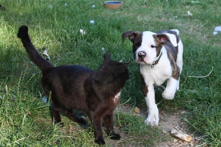 Amerikansk bulldog BAB´s Cudo SOLGT billede 2