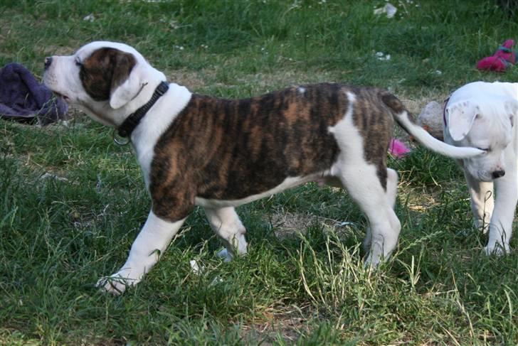 Amerikansk bulldog BAB´s Cudo SOLGT billede 3