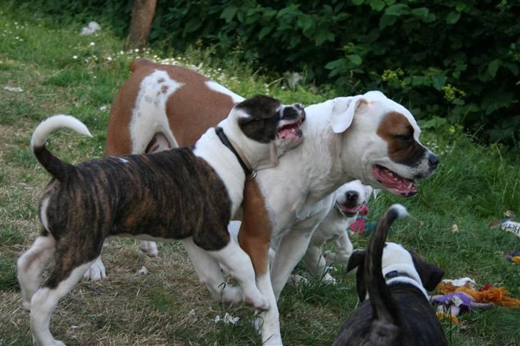 Amerikansk bulldog BAB´s Cudo SOLGT billede 5