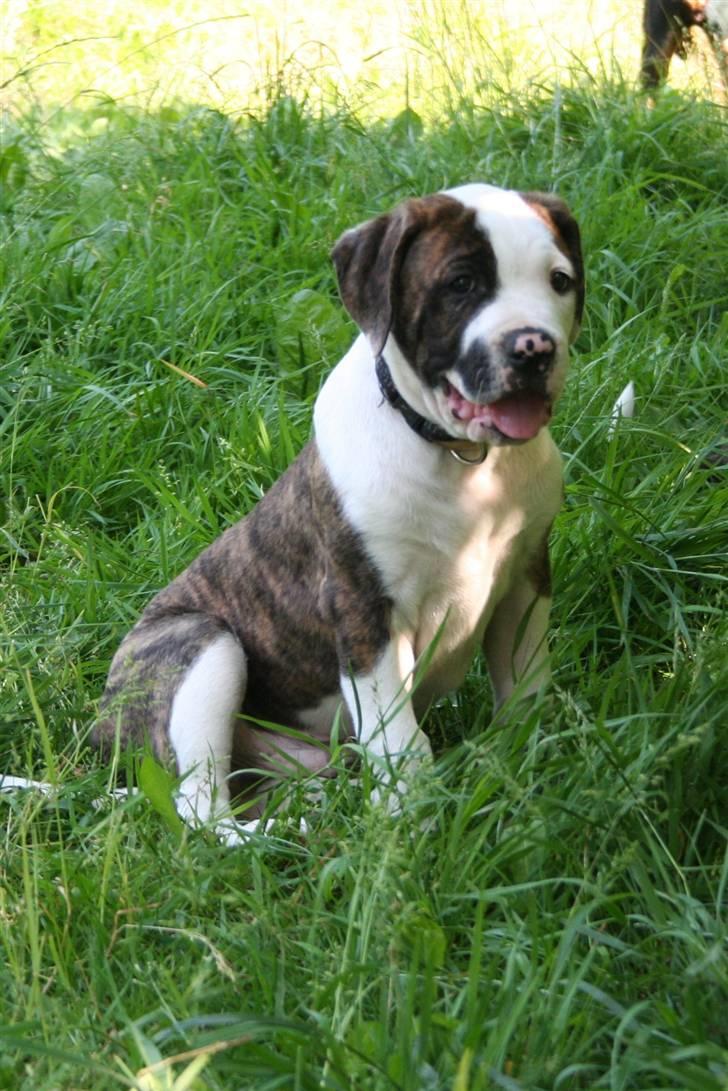 Amerikansk bulldog BAB´s Cudo SOLGT billede 8