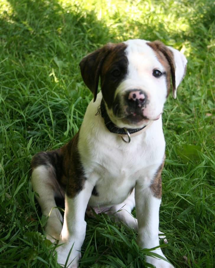 Amerikansk bulldog BAB´s Cudo SOLGT billede 9